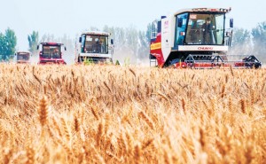 收获面积比去年增长近四成 北京市27万亩小麦开镰