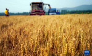 全国“三夏”大规模机收基本结束 9省已收获小麦超3亿亩