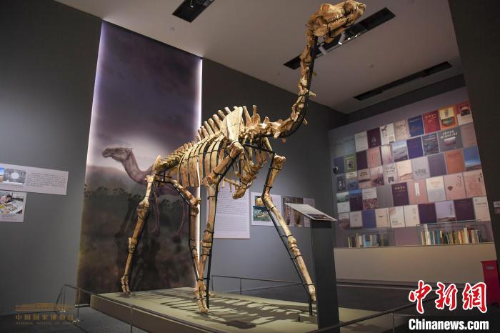 迄今所见地球历史上最大的骆驼——金远洞巨副驼的骨架 余冠辰 摄
