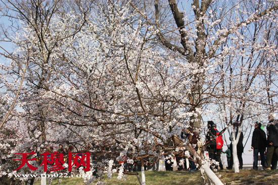 众多游客在红桥区桃花园内观赏桃花。