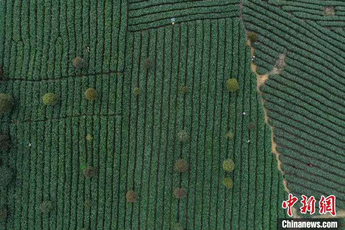 贵州与RCEP成员国贸易值超121亿元