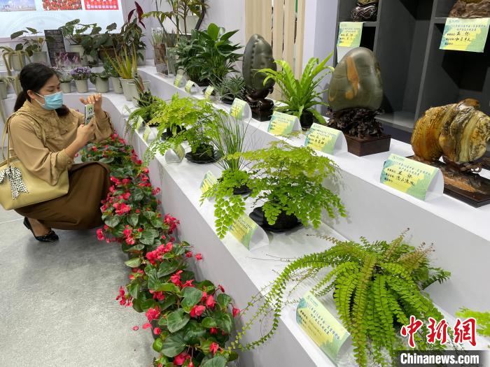 图为民众观展。 黄令妍 摄