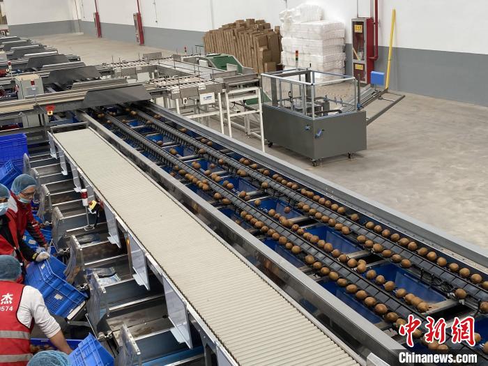 图为“智能链”中心武功仓的现代化自动分选猕猴桃设备。　张一辰 摄