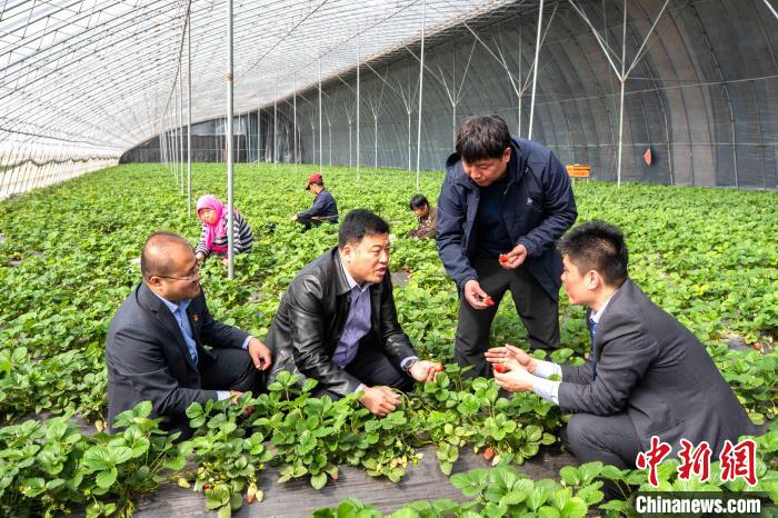 农行发放30万元“强村贷”支持村集体发展特色农业。图为工作人员现场考察。 陈鹏 摄