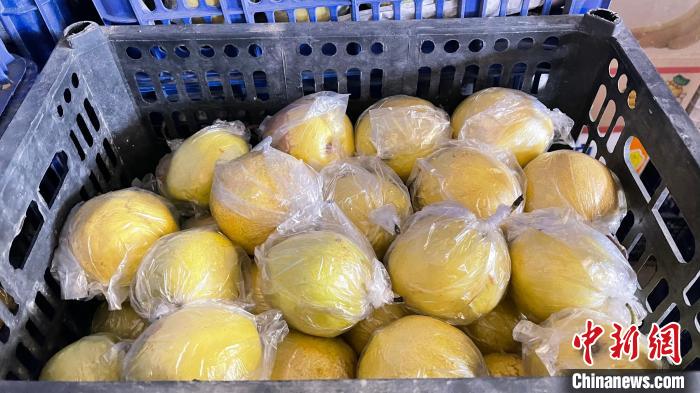 山西代县借“一颗好梨”撬动乡村农旅融合发展