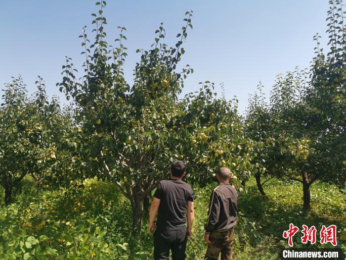 资料图:鹿蹄涧村梨园里的梨树。 王斌田 摄
