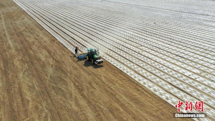 资料图:棉花田。 年磊 摄