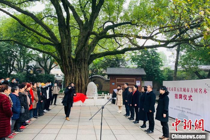 重庆更新城市古树名木名单郭沫若诗作《银杏》原型树位列其中