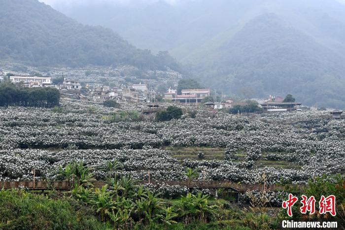 棪树村枇杷生态观光园，也被誉为闽南小布达拉宫。　张金川 摄