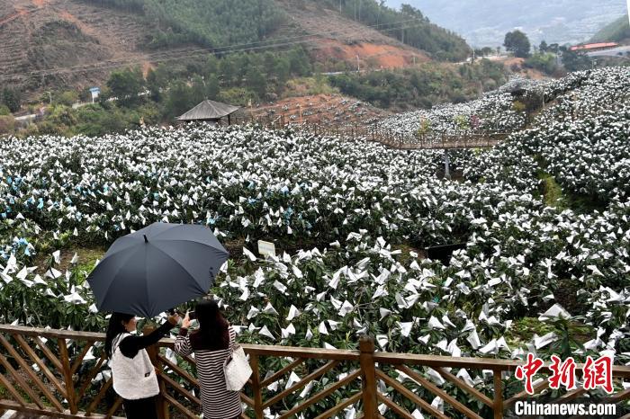“中国枇杷之乡”的乡村振兴路：直播卖枇杷也卖美景