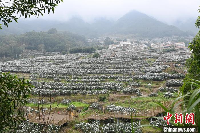棪树村枇杷生态观光园，人工造就漫山遍野“枇杷雪景”。　张金川 摄