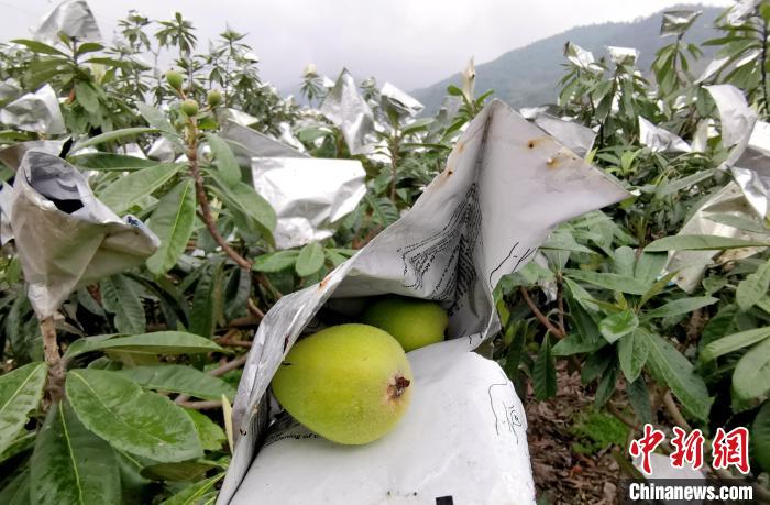 避免冬春季节冰冷天气带来裂果危害，果农都会为每串枇杷套袋。　张金川 摄