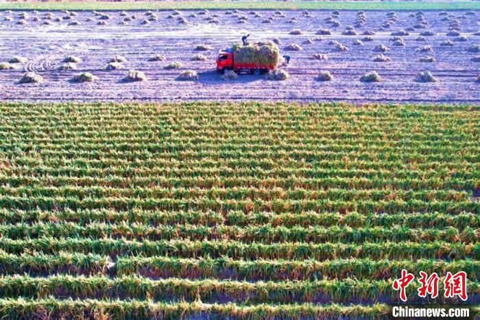 该合作社种植的110亩大葱。 周娇娇 摄