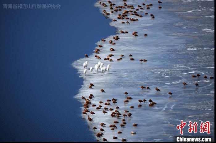 图为郝进芳的作品《冰面休整》。 青海省祁连山自然保护协会供图