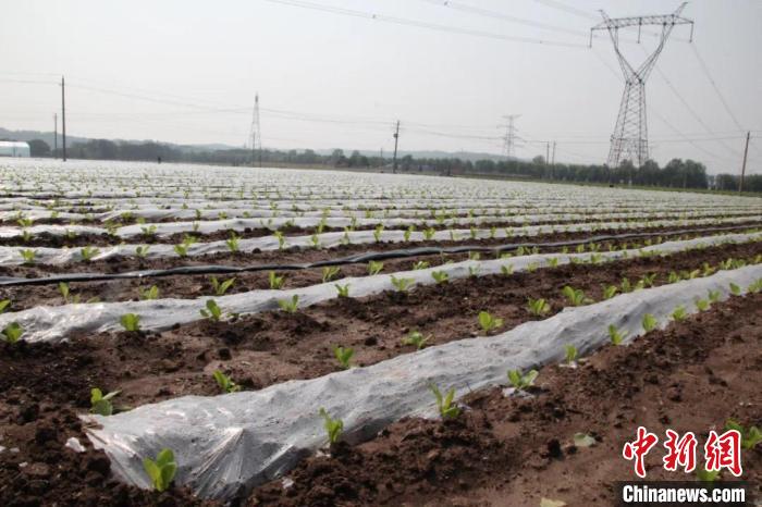 目前,南陈千亩蔬菜产业示范带内4个园区已经建成,其它部分正在建设中。 长子县融媒体中心提供