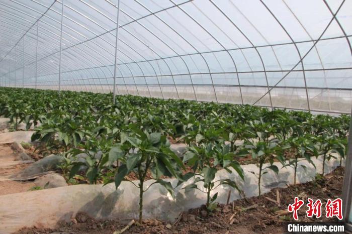 示范带内现已新建成设施塑料大棚145个600余亩,露地蔬菜种植面积900亩,片区面积达1500余亩。 长子县融媒体中心提供